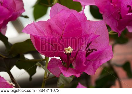 Flowering Bougainvillea Tree In The Botanical Garden.