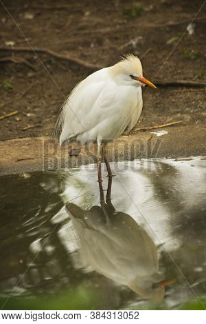 The Cattle Egret (bubulcus Ibis) In Zoo.