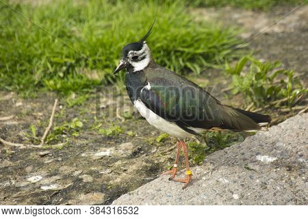 The Common Lapwing (vanellus Vanellus) In Zoo.