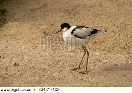 The Pied Avocet (recurvirostra Avosetta) In Zoo.