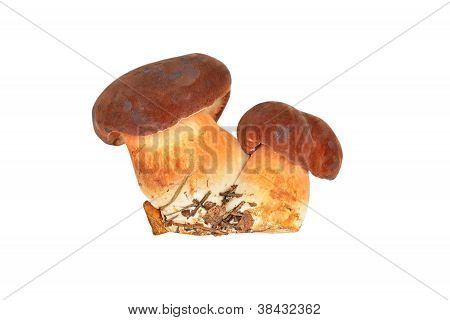 Boletus edulis mushroom