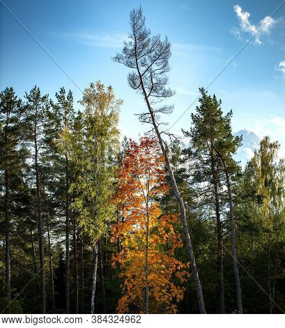 Beautiful Autumn Landscape. View Of Trees In Autumn Forest. Latvian Nature.