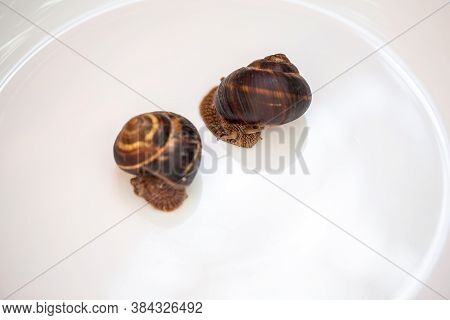 Large Snails Lying On A White Plate. Burgudian Edible Snail. Cuisine And Preparation Of Delicacies.