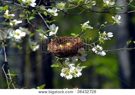 Bird Nest In Dogwood