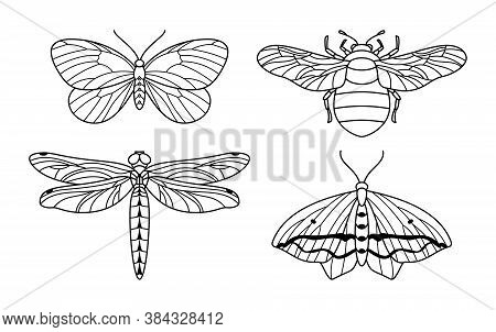A Set Of Insect Icon Outlines In A Trendy Style. Vector Linear Illustrations Of Butterflies, Bumbleb