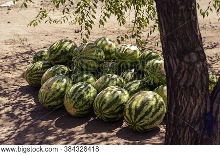 A Group Of Ripe Striped Watermelons Lies In The Shade Of A Tree. Street Trade In The Local Market