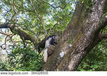 Wild Colobus Guereza Monkey Sitting On The Branch In Tropical Forest Near City Arusha, Tanzania, Afr