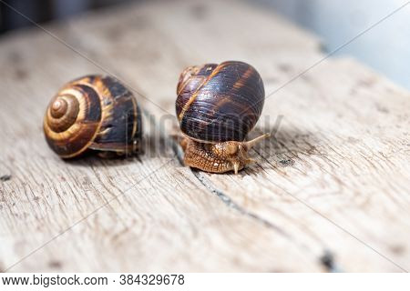 Big Snail On The Tree. Burgudian, Grape Or Roman Edible Snail From The Helicidae Family.