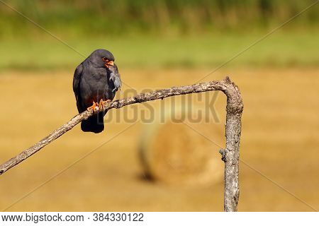 The Red-footed Falcon (falco Vespertinus) Sitting On The Branch With A Mouse In Its Beak.a Small Fal