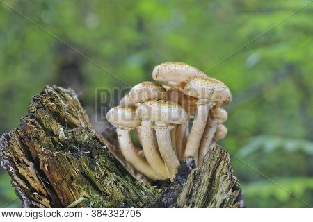 Honey Fungus (armillaria Mellea) Grow On An Old Birch Stump. A Group Of Edible Stump Mushroom. Macro