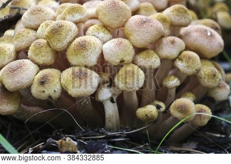 Honey Fungus (armillaria Mellea) Grow On The Ground In A Deciduous-coniferous Forest. A Group Of Edi
