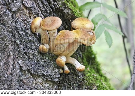 Honey Fungus (armillaria Mellea) Grows On Old Felled Birch Trees. A Group Of Edible Stump Mushroom.