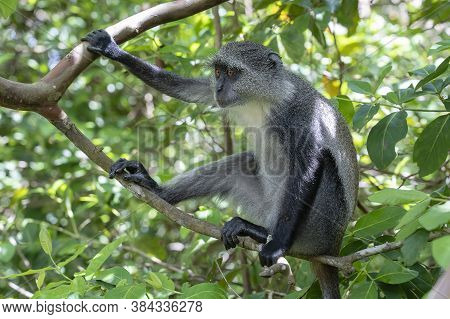 Wild Endemic Blue Monkey Sitting On The Branch In Tropical Forest On The Island Of Zanzibar, Tanzani