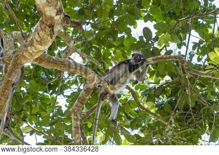 Wild Red Colobus Monkey Sitting On The Branch In Tropical Forest On The Island Of Zanzibar, Tanzania