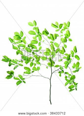 Green Branch Isolated