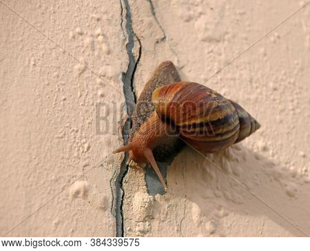Snail Slowly Walking On The Rose Pink Color Wall. It Is A Mollusk With A Single Spiral Shell Into Wh