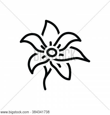Black Line Icon For Cobra-saffron Species Chestnut Ironwood Evergreen Grayish-green Natural Flower B