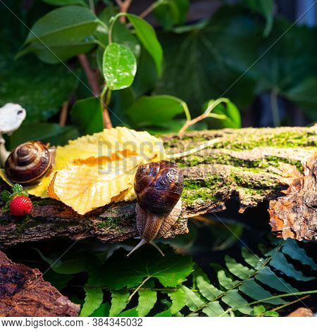 Large Snails Crawling Along The Bark Of A Tree. Burgudian, Grape Or Roman Edible Snail From The Heli