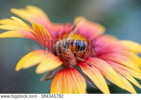 Hoverfly On Yellow Senotainia Tricuspis Dandelion Flower Syrphidae