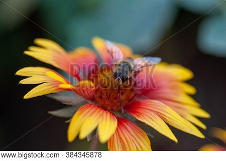 Hoverfly On Yellow Senotainia Tricuspis Dandelion Flower Syrphidae