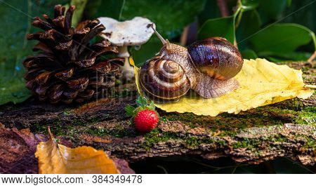 Large Snails Crawling Along The Bark Of A Tree. Burgudian, Grape Or Roman Edible Snail From The Heli