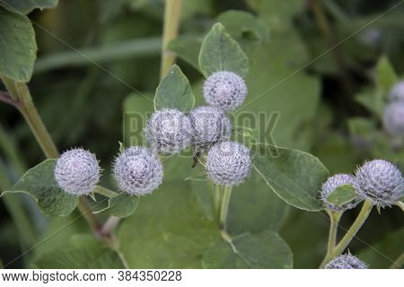 The Latin Name Arctium Lappa, Commonly Called Greater Burdock. Spines Of A Burdock. Blooming Medicin