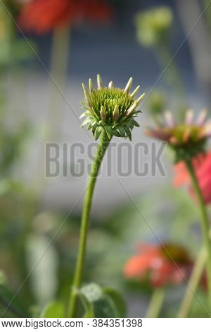 Coneflower Cheyenne Spirit Flower Bud - Latin Name - Echinacea Cheyenne Spirit
