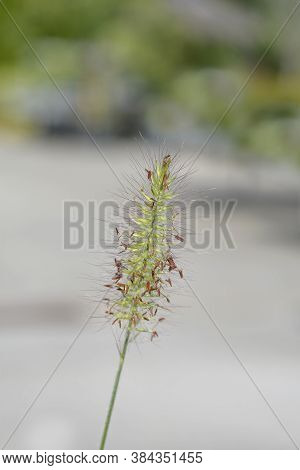 Fountain Grass Hameln - Latin Name - Cenchrus Alopecuroides Hameln (pennisetum Alopecuroides Hameln)