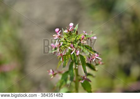 Mosquito Flower - Latin Name - Lopezia Coronata