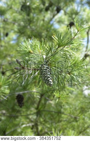 Armand Pine Branch - Latin Name - Pinus Armandii
