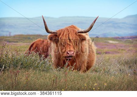 Wild Beautiful Scottish Highland Cattle Cow With Brown Long And Scraggy Fur And Big Horns In The Dun