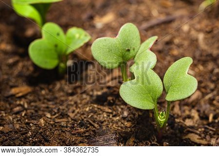 Line Of Radis Sprout Coming Out Of The Grout