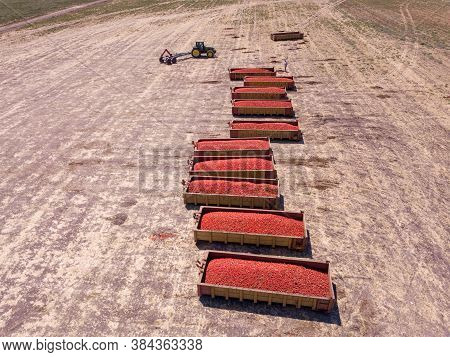 Trailers Loaded With Fresh Picked Tomatoes Parked In An Agricultural Field.