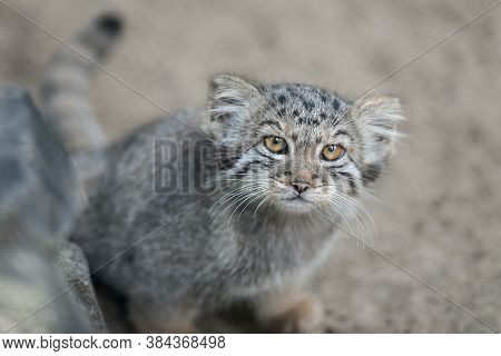 Pallas's Cat  (otocolobus Manul). Manul Is Living In The Grasslands And Montane Steppes Of Central A