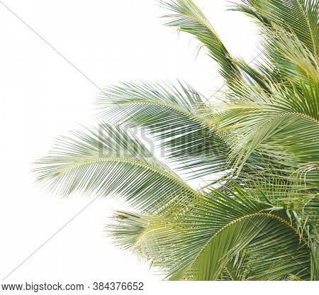palm tree isolated on white background