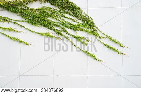 ivy isolated on a white background.                              