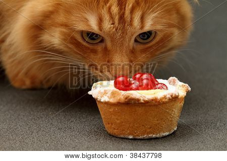 Macska szippantás egy piros ribizli torta