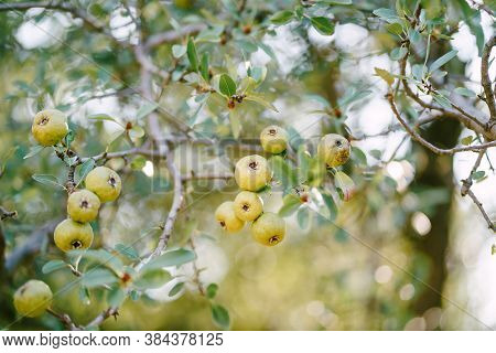 Small Green Apples On Tree Branches In The Garden.