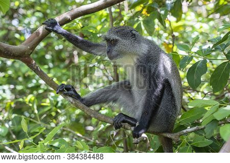 Wild Endemic Blue Monkey Sitting On The Branch In Tropical Forest On The Island Of Zanzibar, Tanzani