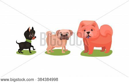 Purebred Dogs Or Canine With Chow-chow And Pugdog Standing On Green Lawn Vector Set