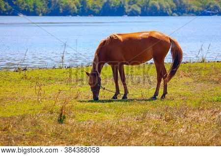 Young Mare Grazing On The Riverside . Horse On The River Shore