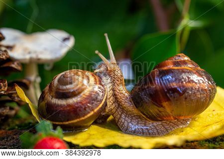 Large Snails Crawling Along The Bark Of A Tree. Burgudian, Grape Or Roman Edible Snail From The Heli