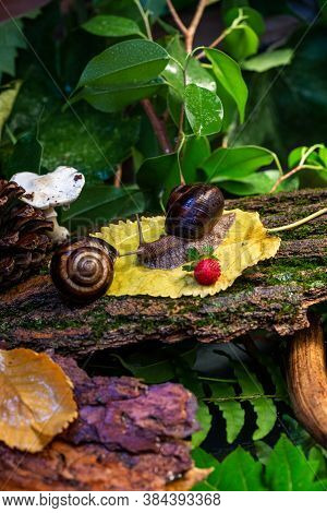 Large Snails Crawling Along The Bark Of A Tree. Photo In The Wild. Burgudian, Grape Or Roman Edible 