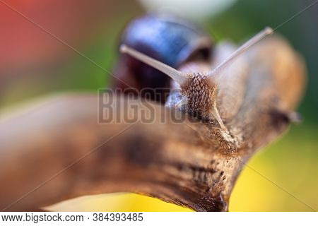 Large Snail On A Tree Branch. Burgudian, Grape Or Roman Edible Snail From The Helicidae Family.