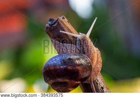 Large Snail On A Tree Branch. Burgudian, Grape Or Roman Edible Snail From The Helicidae Family.