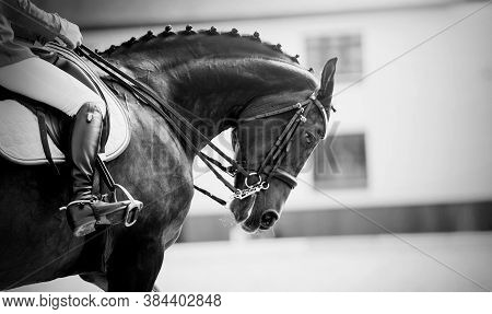 Equestrian Sport.the Leg Of The Rider In The Stirrup, Riding On A Brown Horse. Dressage Of Horses In