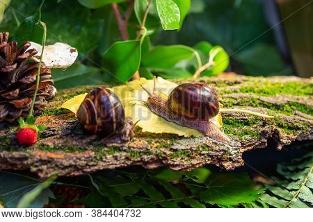 Large Snails Crawling Along The Bark Of A Tree. Burgudian, Grape Or Roman Edible Snail From The Heli
