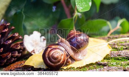 Large Snails Crawling Along The Bark Of A Tree. Burgudian, Grape Or Roman Edible Snail From The Heli
