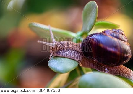 Large Snail On A Tree Branch. Burgudian, Grape Or Roman Edible Snail From The Helicidae Family. Air-