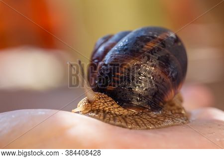 A Large Snail On A Human Hand. Pet, Cosmetology And Useful Properties. A Snail From The Helicidae Fa